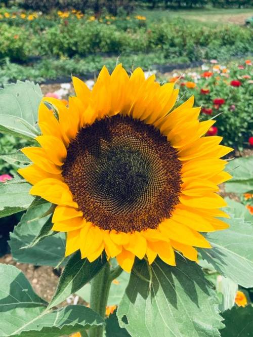 A vibrant sunflower with bright yellow petals and a dark center, surrounded by a colorful garden backdrop.