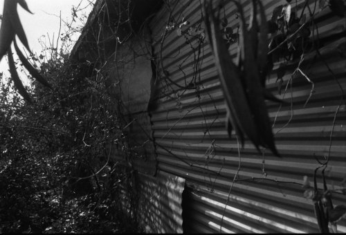 A black and white image of a corrugated wall partially covered by vines and foliage, with sunlight filtering through.
