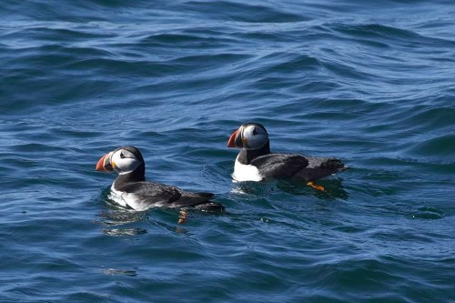 Two puffins swimming in blue ocean waters, with gentle waves surrounding them.