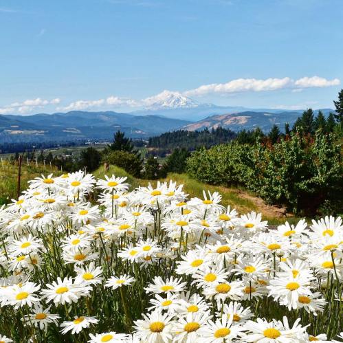 A field of white daisies in the foreground with a mountain and blue sky in the background.