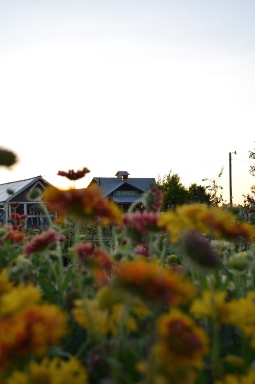 A vibrant field of flowers in the foreground with a building labeled "Flowers" in the background under a clear sky.