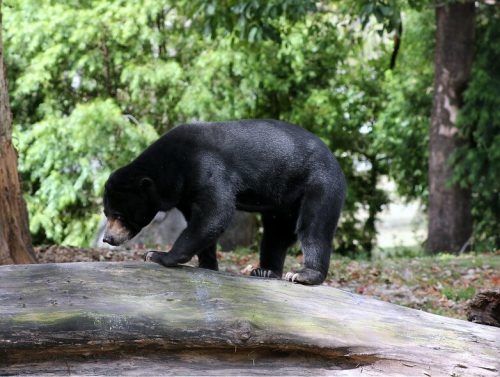 A black bear walking on a log in a lush, green forest setting.