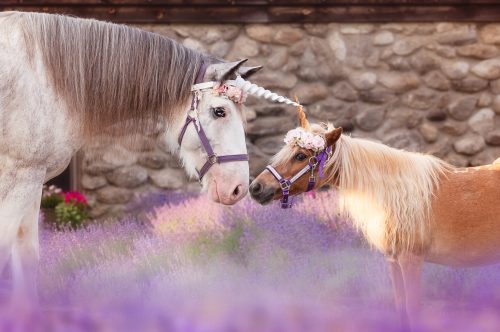 A white unicorn and a small pony with flower crowns stand close together in a lavender field.