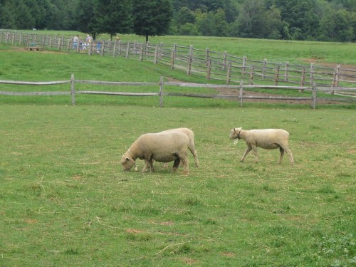 Three sheep grazing in a green field with a wooden fence and trees in the background.