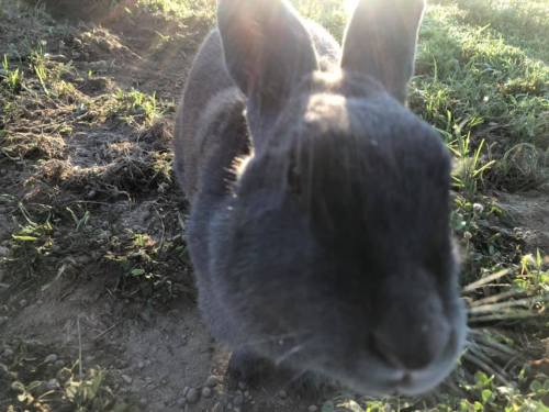 A close-up of a gray rabbit with sunlight shining behind it, surrounded by grass and dirt.