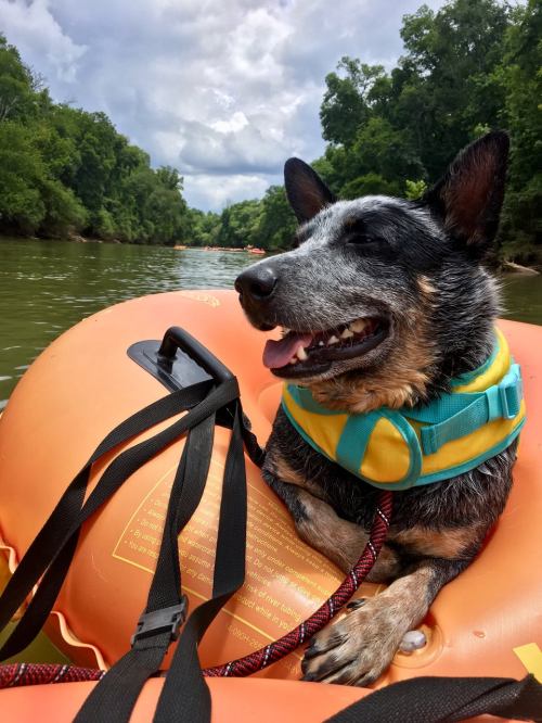 A happy dog in a life jacket relaxes on an orange inner tube, floating on a river surrounded by green trees.