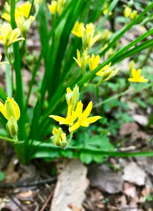 A cluster of small yellow flowers growing among green leaves and foliage on the forest floor.