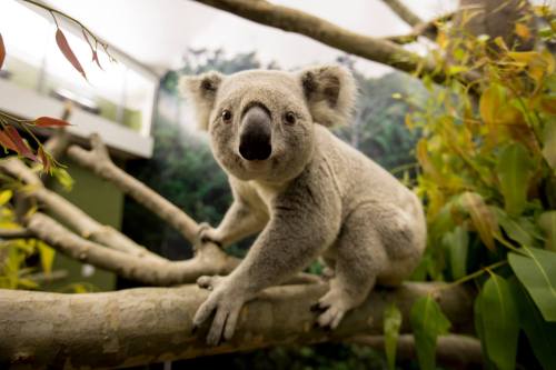 A koala perched on a tree branch, surrounded by green leaves and a blurred forest background.