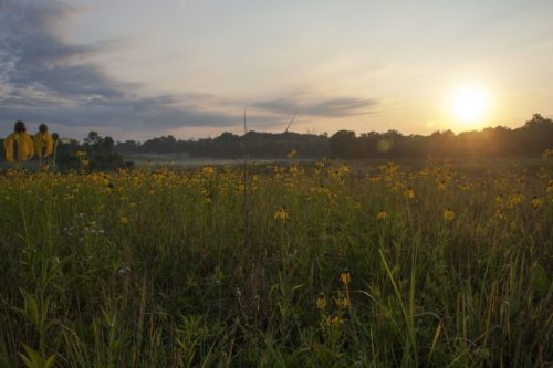 A serene sunrise over a field of yellow wildflowers, with soft clouds and a misty landscape in the background.