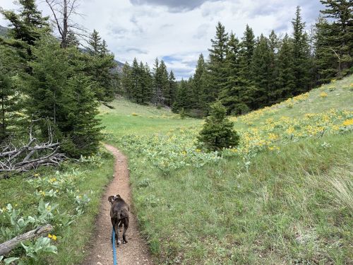 A dog walks along a dirt path through a lush green meadow surrounded by trees and wildflowers.