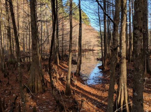 A serene forest scene with tall trees, a calm waterway, and fallen leaves on the ground, illuminated by sunlight.