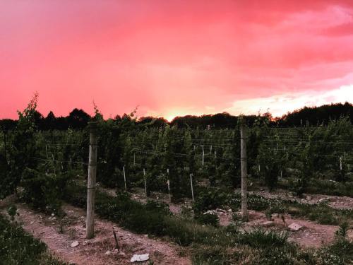Vineyard rows under a vibrant pink and orange sunset sky, with lush greenery in the background.