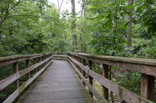 A wooden boardwalk winds through a lush, green forest filled with trees and foliage.