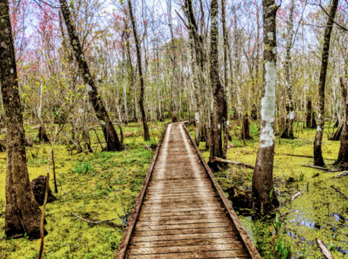 A wooden boardwalk winding through a lush, green swamp with trees and moss-covered ground.
