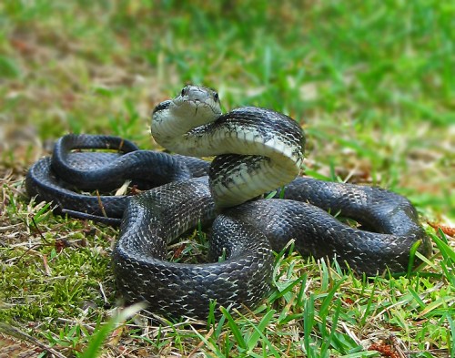 A coiled snake with a raised head, resting on green grass, showcasing its scales and distinctive markings.
