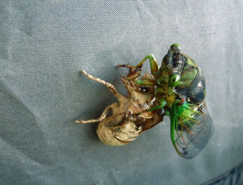 A close-up of a green cicada perched on a brown exoskeleton, showcasing the insect's vibrant colors and details.