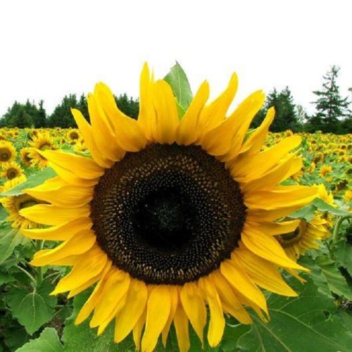 A close-up of a vibrant sunflower with a field of sunflowers in the background under a clear sky.