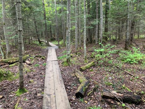 A wooden boardwalk winding through a lush, green forest with trees and fallen logs.