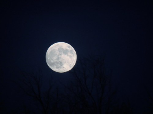 A bright full moon shines in a dark night sky, partially obscured by silhouetted tree branches.