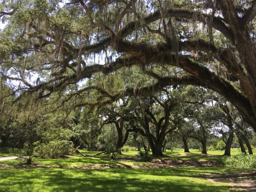 A lush green landscape featuring large oak trees draped with Spanish moss under a bright blue sky.