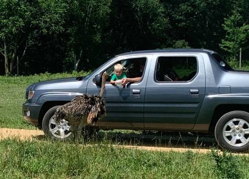 A child leans out of a car window while an ostrich approaches the vehicle in a grassy area.