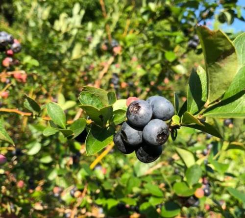 Close-up of ripe blueberries on a bush, surrounded by green leaves and a blurred background of more berries.