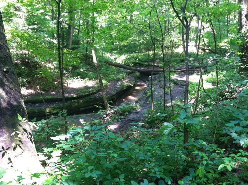 A serene forest scene with a winding creek surrounded by lush green trees and underbrush. Sunlight filters through the leaves.