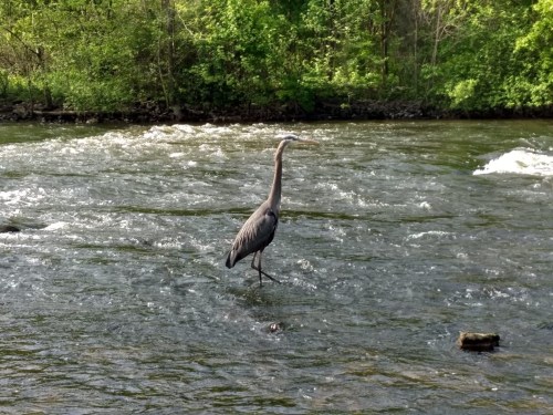 A heron stands in a flowing river, surrounded by lush greenery and rippling water.