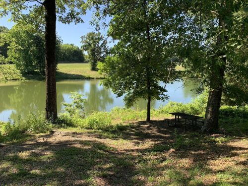 A serene lakeside scene with trees, a picnic table, and calm water reflecting the blue sky.