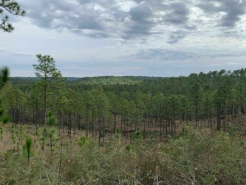 A scenic view of a dense pine forest under a cloudy sky, with rolling hills in the background.