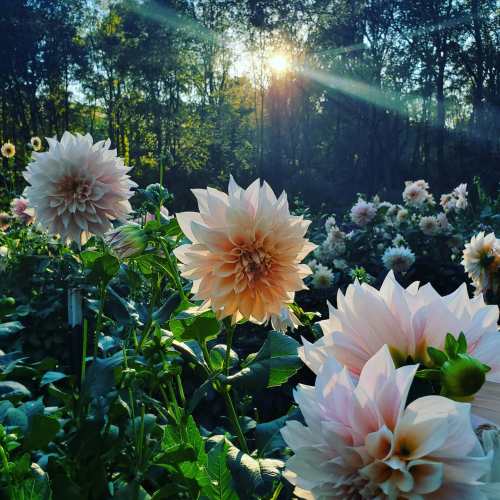 Sunlight filters through trees, illuminating blooming pink dahlias in a lush garden.