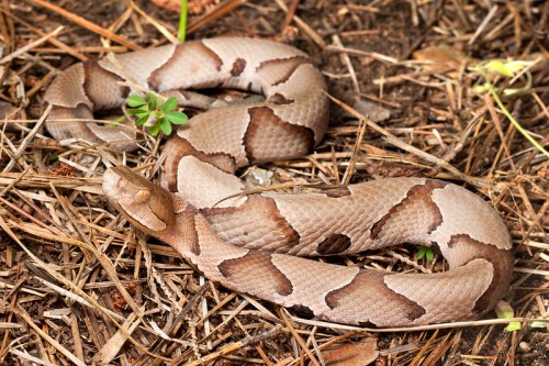 A brown and tan snake with distinctive patterns resting on the ground among dry leaves and small plants.