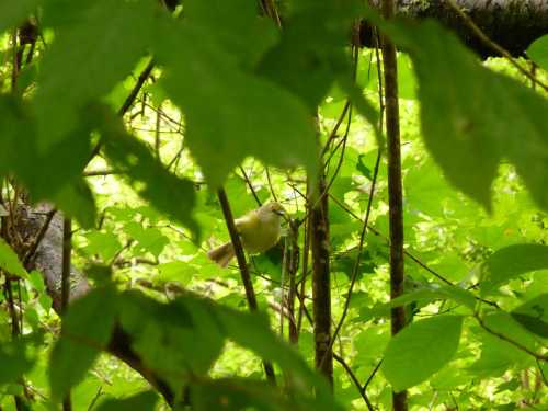 A small bird perched among green leaves in a lush forest setting.