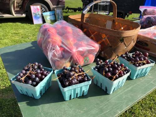 A table with baskets of apples and containers of black grapes in a sunny outdoor setting.