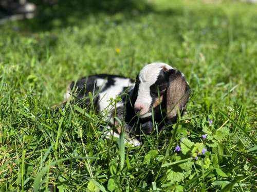 A small black and white goat lying in green grass, surrounded by wildflowers on a sunny day.