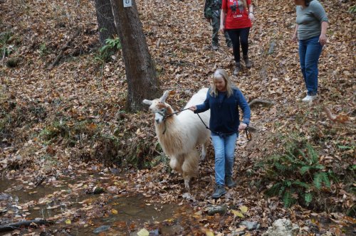 A woman walks a llama along a wooded path with autumn leaves, while others follow nearby.