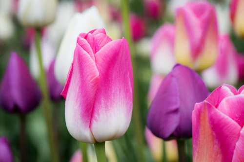 A close-up of pink and white tulips among a field of purple and white tulips, showcasing vibrant spring colors.
