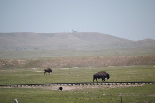 Two bison roam across a grassy landscape with rolling hills in the background and a distant structure on the horizon.