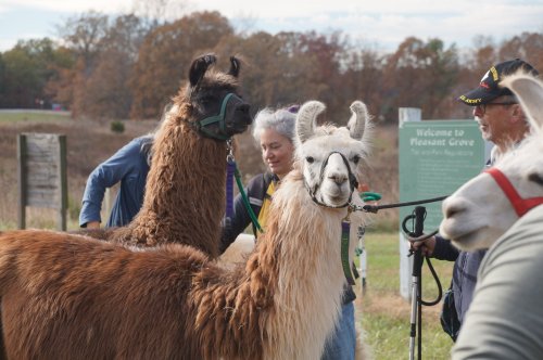 Two llamas with people interacting in a grassy area, with a sign in the background reading "Welcome to Pleasant Grove."