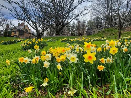 A vibrant field of yellow and white daffodils blooms in front of a historic house, under a cloudy sky.