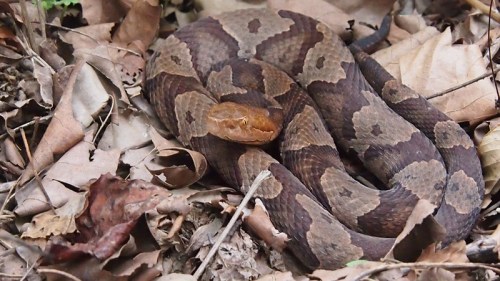 A brown snake with a patterned body resting among dry leaves on the forest floor.