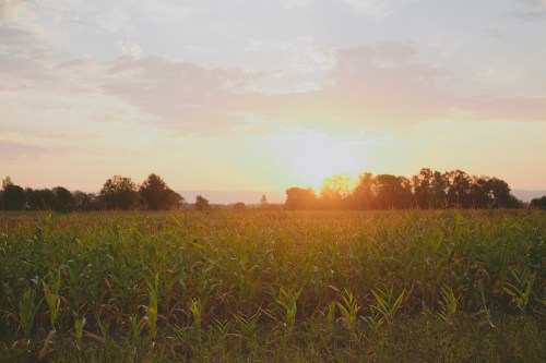 A vibrant sunset over a lush green cornfield, with trees silhouetted against the colorful sky.