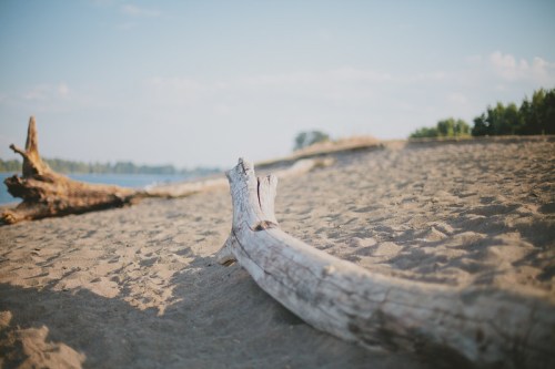 A weathered log rests on a sandy beach, with trees and water in the background under a clear blue sky.