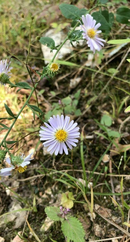 A close-up of a delicate purple flower with yellow center, surrounded by green grass and foliage.