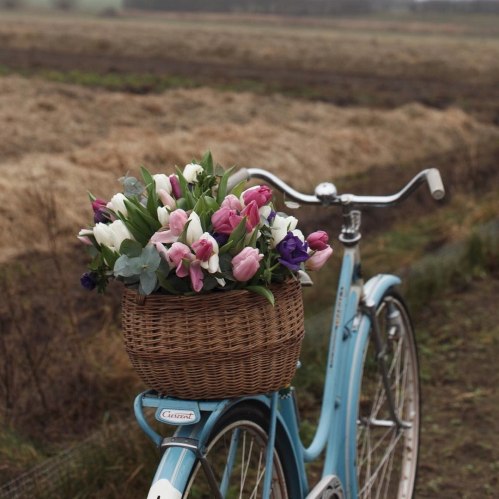 A vintage blue bicycle with a wicker basket filled with colorful tulips, set against a rural landscape.