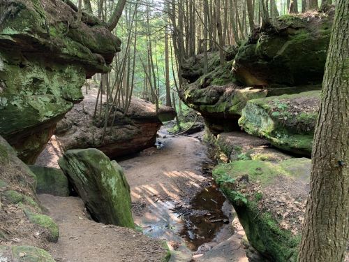 A serene forest scene featuring moss-covered rock formations and a small stream winding through a narrow canyon.