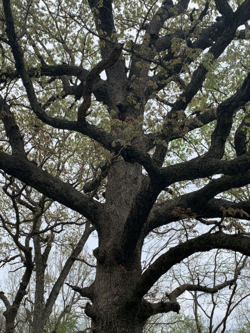 A large, gnarled tree with sprawling branches and sparse leaves against a cloudy sky.