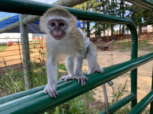 A small monkey with light fur sits on a green railing in a park-like setting.