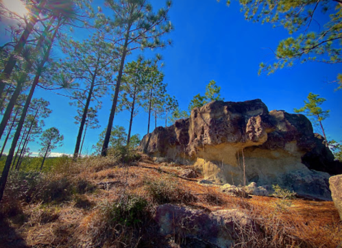 A rocky outcrop surrounded by tall pine trees under a clear blue sky.