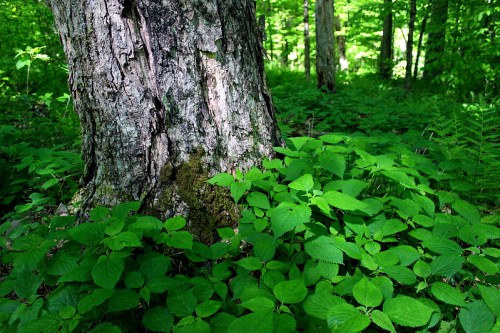 A close-up of a tree trunk surrounded by lush green foliage in a vibrant forest setting.